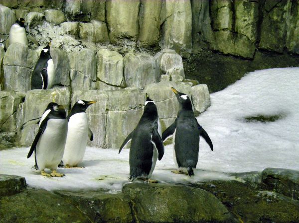 Penguins